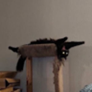 Meet your Posher, Sonny